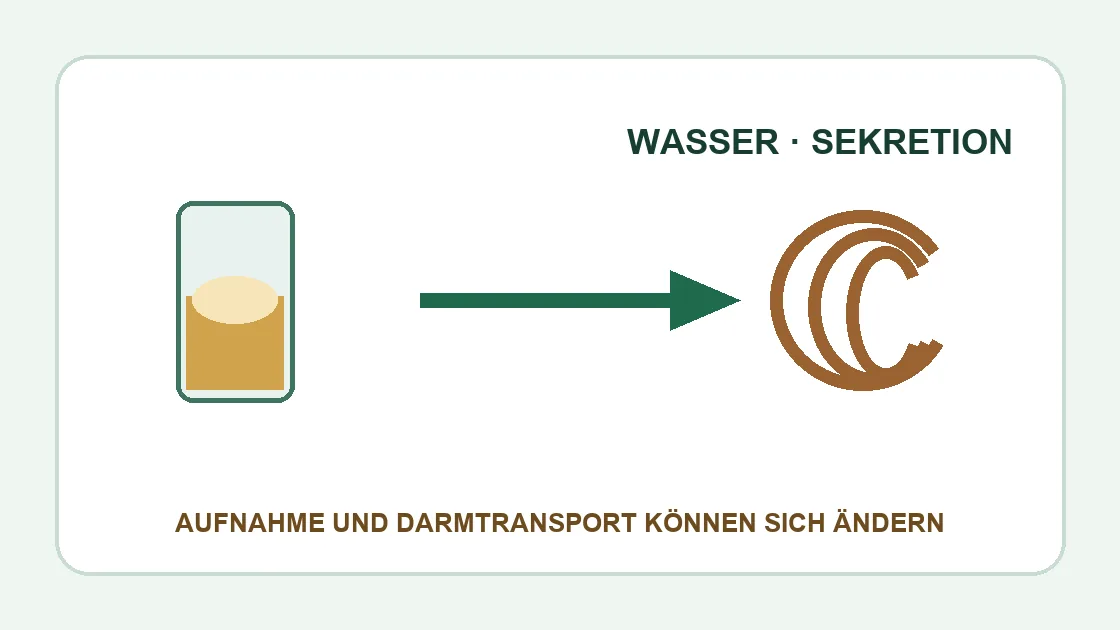 Durchfall nach Alkohol gutefrage – Flüssigkeitsaufnahme und Darmtransport können sich verändern.